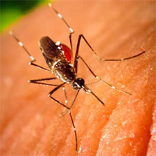 A female Aedes aegypti mosquito, a vector that can carry the dengue virus.
