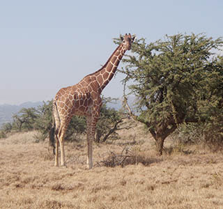 Giraffe at Lewa Downs