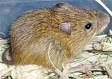 Photo of mouse