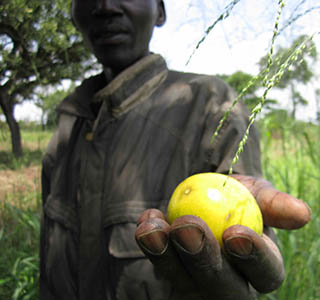 Peter Otim holds a passion fruit he has grown